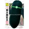 广东创大黑巨王冬瓜种子F-1618