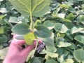 东昌府哪里有黄瓜苗出售 询价13173111792