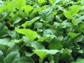 青岛圆茄苗 快圆茄子种苗报价