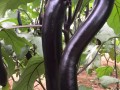 抚州茄子苗 圆茄黑宝种苗嫁接品种价格