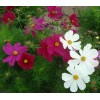 临沧草花厂家 草花价格15662601578