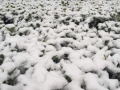 中央气象台发布暴雪预警 暴雪预警信号分四级