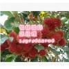 缅甸红毛丹进口报关需要准备什么资料