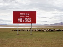 一件羊绒大衣上万元,三只小山羊为什么热销第一名